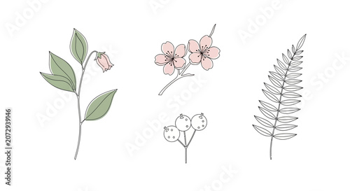 Hand Drawn Botanical Illustrations: Pink Flowers, Green Leaves, Fern