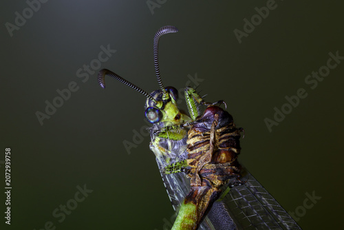 İnsect perched on a branch.
