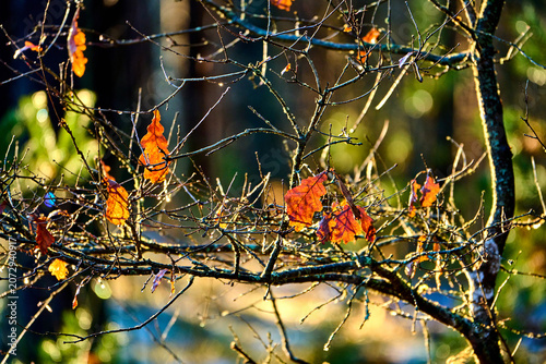 Autumn Oak Leaves on Branch at Sunset