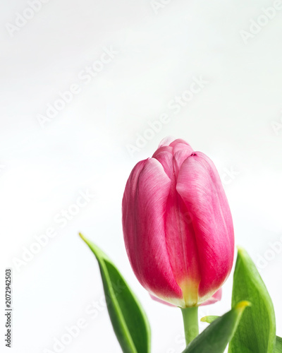 Pink tulip flower bud with green leaves against white background, spring floral concept