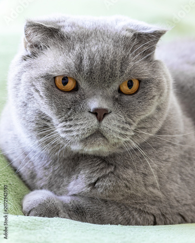 Scottish Fold cat portrait with grey fur and amber eyes looking forward. Animal companion for pet content
