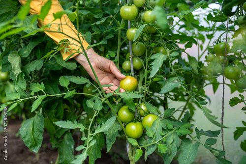 Φωτογραφία Large cluster of green tomatoes developing on vigorous vine inside greenhouse