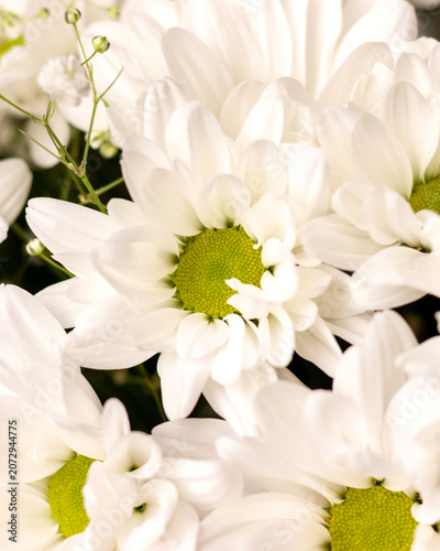 White daisy flower with bright green center arranged in fresh natural bouquet. Vibrant bloom, delicate petal, floral background, nature beauty