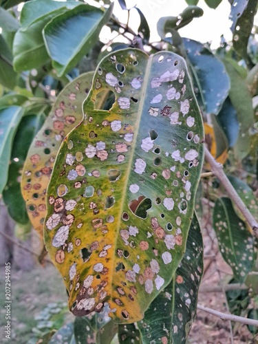 Green leaves damaged with holes from insect pests and plant disease on a tree branch, agricultural infestation concept.