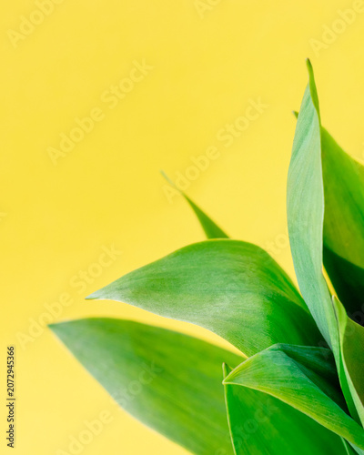 Green tulip leaves on bright yellow background. Botanical concept for spring season design
