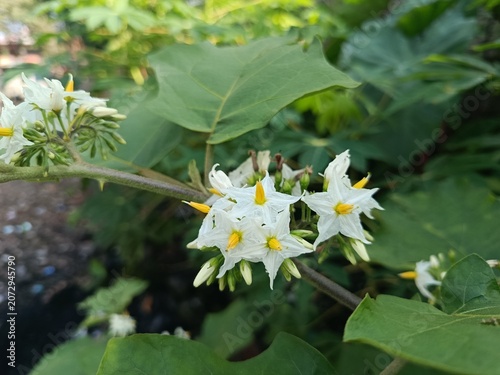 Konstfotografi bA close-up shot of blooming Solanum torvum flowers, commonly known as turkey berry or devil's fig