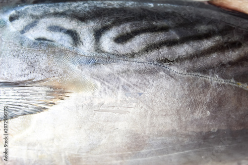 close up of the patterned skin texture of a raw mackerel tuna