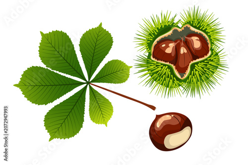 Photos Horse chestnut palmate leaf, spiky burr with nuts and single chestnut, vector illustration on white background