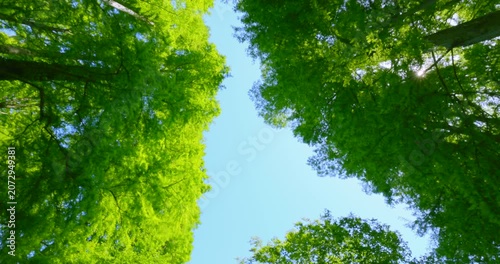 初夏の爽やかな青空と見上げる新緑のメタセコイア並木