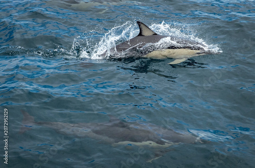 Swimming delphins near White Island, Pacific Ocean. East coast New Zealand