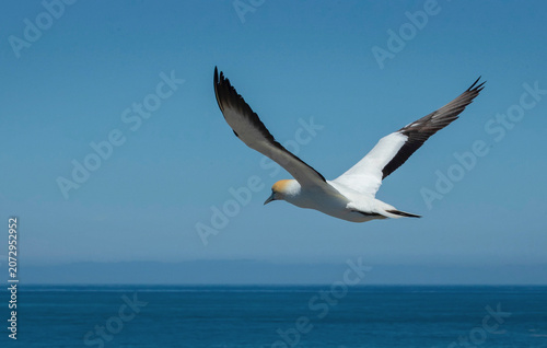 Gannet flying near the coast of Muriwai New Zealand. East coast Tasman sea