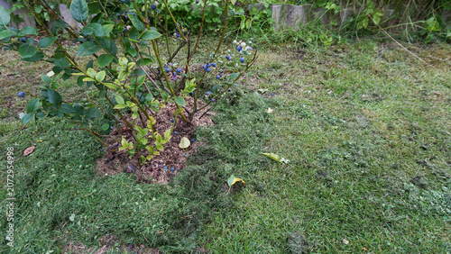 Fotografie Fresh grass clippings used as mulch around a blueberry bush in home garden