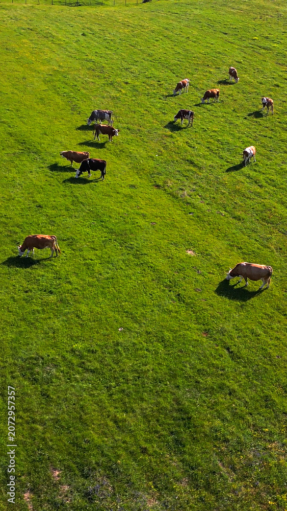 Fototapeta premium A herd of domestic cattle grazes leisurely across a vibrant green meadow, embodying the serene beauty of rural agriculture. The cows, peacefully scattered, highlight the idyllic setting.