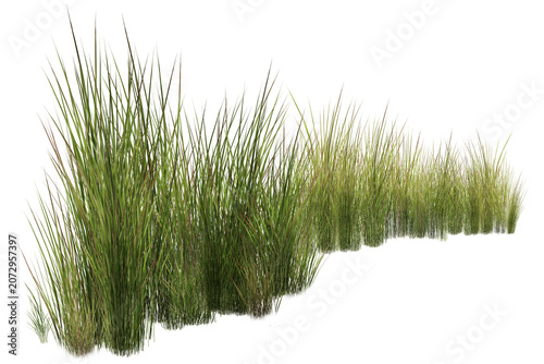 Bild auf Leinwand grass isolated on white background/Highly detailed and sharp green grass clumps