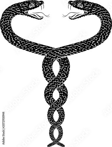 Two snakes intertwined serpents in a double helix spiral. Original illustration in a vintage woodcut engraving etching style.