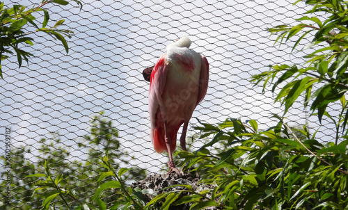 Photos Eurasian spoonbill bird in the zoo