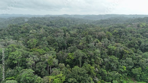 Cuadro en lienzo Drone panoramic view of untouched tropical rainforest near Crique Crabe in French Guiana