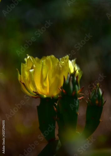 yellow rose in the garden