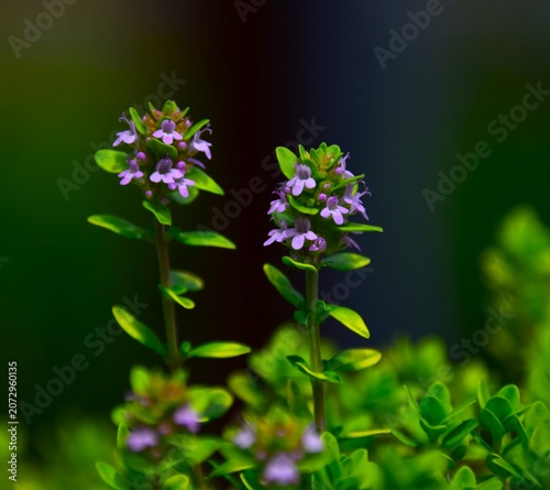 forget me not flower