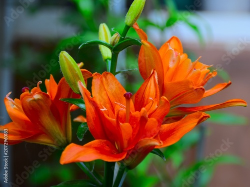 orange lily flower
