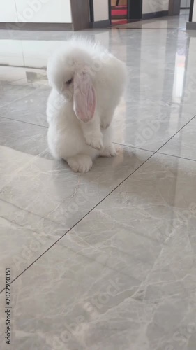 White Lop Eared Bunny Sitting Marble Floor Indoor