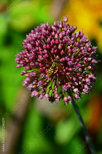 close up of a pink flower