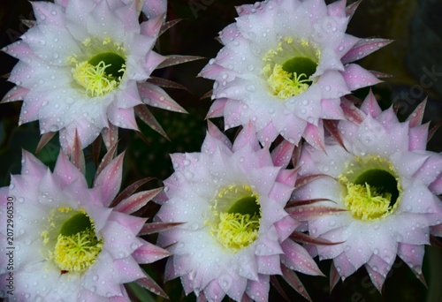 pink and white