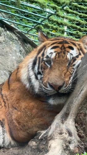 Bengal Tiger Resting Tree Trunk Zoo Animal Portrait