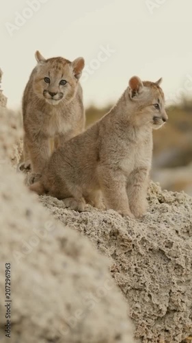 Adorable Cougar Cubs Rock Mountain Wildlife Baby Big Cat Closeup