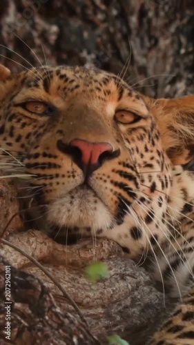 Leopard Resting Tree Closeup Wild Big Cat Eyes Spots

