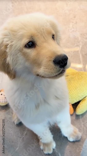 Cute golden retriever puppy eating spoon hand feeding pet