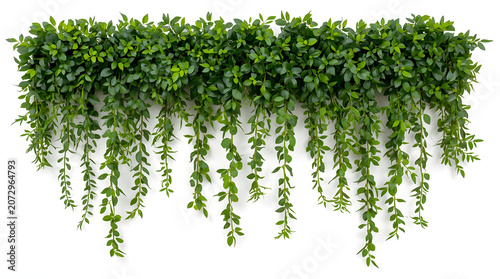 decorative arrangement of lush green foliage, styled as a cascading garland. The layout is symmetrical, with dense clusters of leaves at the top, gradually tapering into long, trailing vines that hang
