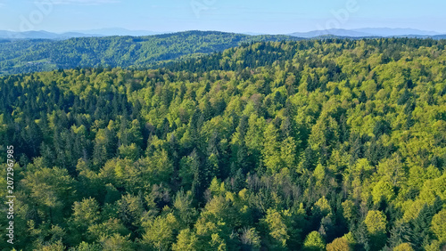 An aerial view sweeps over a dense, lush forest, showcasing the tranquility of nature from above. The green canopy stretches endlessly, interrupted only by occasional clearings.