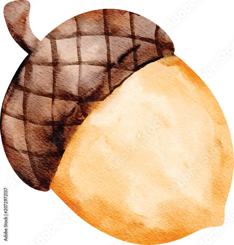 Watercolor Autumn Oak Acorn Nut Illustration