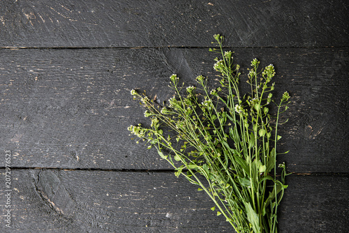 Herbal medicinal flower plant bouquet on black color wood board background. Bouquet of Capsella bursa-pastoris, commonly known as shepherd's purse or lady's purse small herbal medicinal flower.