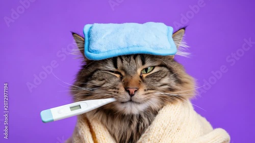 Static shot of tabby cat holding thermometer with cold pack on head wrapped in blanket on purple studio backdrop