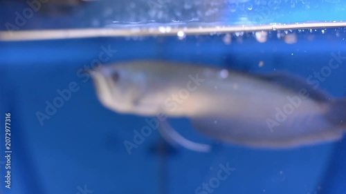 Exotic Silver Arowana Fish Feeding on Pellets in Freshwater Tank
