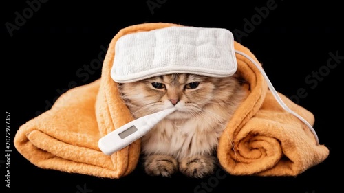 Static close up portrait of cat wrapped in blanket holding thermometer with cooling pad on head on black studio background