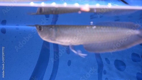 Silver Arowana Predatory Fish Swimming and Hunting in Aquarium
