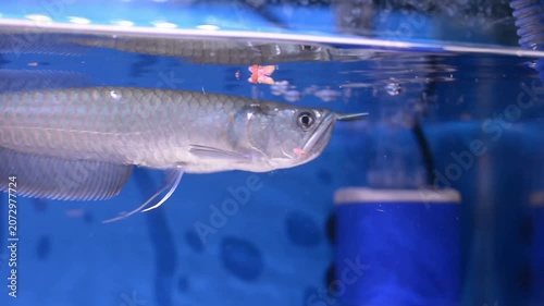 Silver Arowana Fish Catching Food at Water Surface in Blue Aquarium
