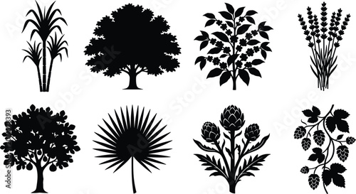 Bild auf Leinwand Agricultural crops and plants black silhouette icon set featuring sugarcane coff