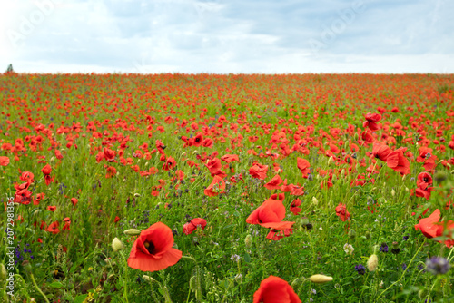 Photography Red poppies in full bloom growing in a field, wildflowers blooming, poppy flower