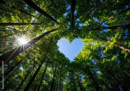 Heart shaped patch of blue sky visible through green forest canopy with bright sun rays shining through the tall tree branches