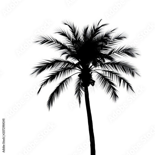 Silhouette of a single palm tree isolated on white background, vacation, ||tree