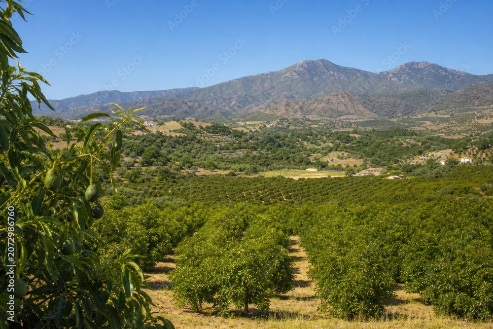 Obraz premium Avocado trees growing in neat rows on agricultural plantation in sunny valley with scenic mountain range under clear blue sky, organic farming concept.