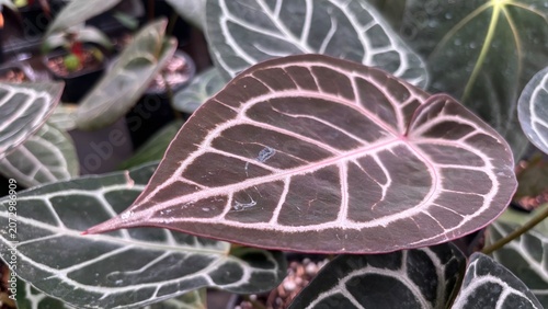 Various rare potted Anthurium plants for tropical ornamental gardening.