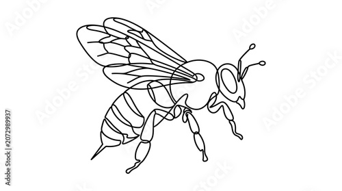 A detailed line art illustration of a flying bee in motion captured.
