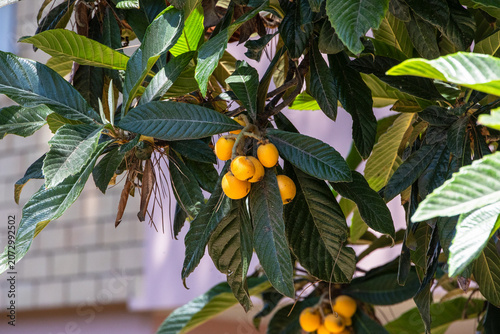 Картината върху платно Ripe loquat fruits growing on a tree in late spring in Pineto, Italy, Pineto, 30