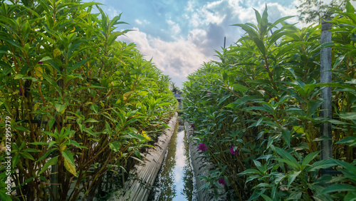 Canvastavla Rows of green flower plants in a cultivated farm field with a central irrigation
