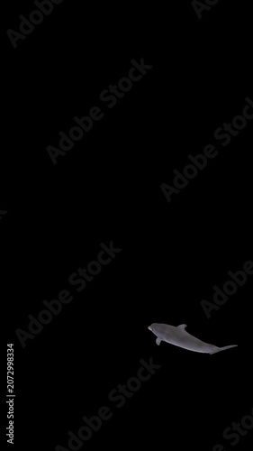 Dolphin Swirling at Bottom of Screen, Alpha Channel, Looped, Vertical Transparent Animation
